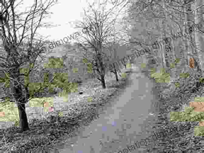 A Cyclist Riding Through A Lush Forest On The Hadrian Cycleway, Surrounded By Tall Trees And Vibrant Greenery Hadrian S Cycleway Coast 2 Coast