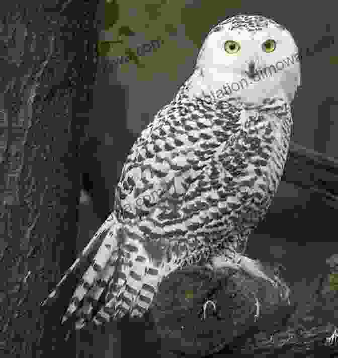 A Photo Of A Snowy Owl 50 Things To Know About Birds In Connecticut : Birding In The Nutmeg State (50 Things To Know About Birds United States)