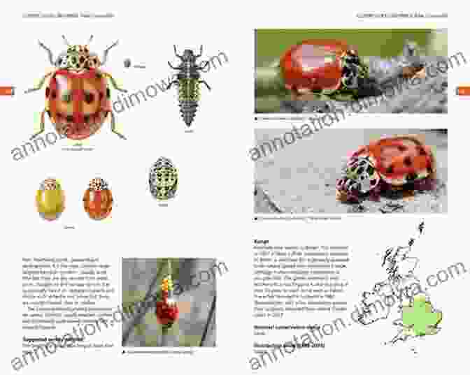 Field Guide To The Ladybirds Of Great Britain And Ireland Bloomsbury Wildlife Field Guide To The Ladybirds Of Great Britain And Ireland (Bloomsbury Wildlife Guides)