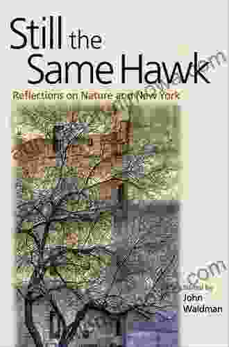 Still The Same Hawk: Reflections On Nature And New York