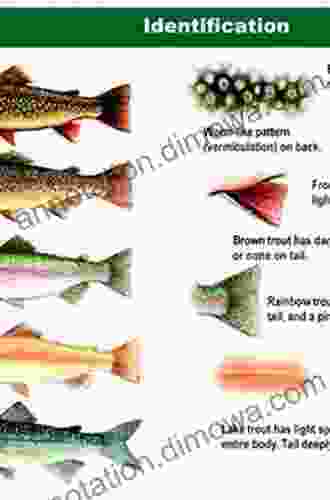 Handbook Of Hatches (David Hughes Fishing Library): Basic Guide To Identifying Trout Foods And Selecting Flies To Match Them